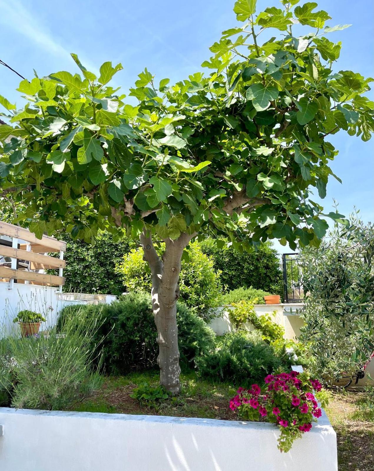 טרוגיר Villa Bua - Beautiful Seafront Apartments מראה חיצוני תמונה
